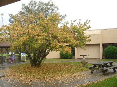 Picnic area around the Hospital Courtyard