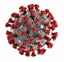 Picture of the Coronavirus